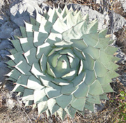 agave rosette